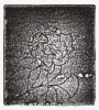 aus der serie: der Gärtner, Radierung, 2008